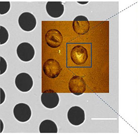 AFSEM image of freestanding graphene membranes obtained in intermittent contact mode. (Figure 1) Correlative SEM/AFM image of the graphene membranes.